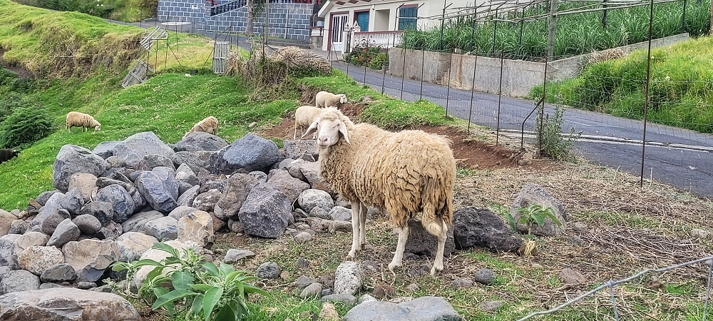 27.06.2022 Bananenwanderung rund um Madalena do Mar — Abstieg über Canhas nach Outeiro — Foto 1