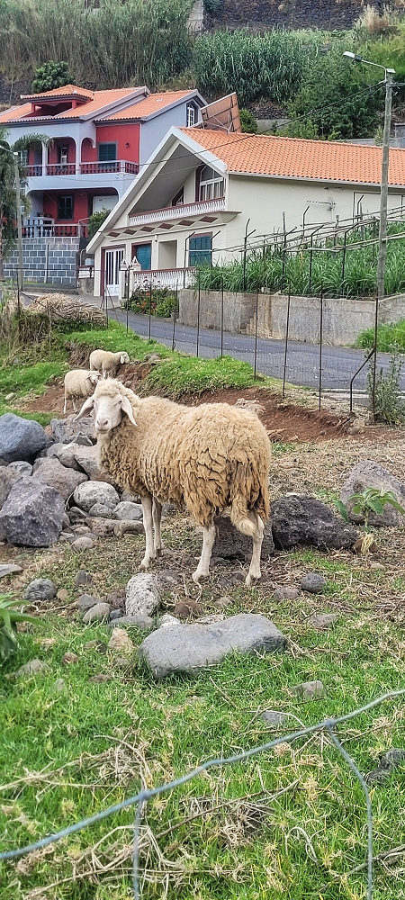 27.06.2022 Bananenwanderung rund um Madalena do Mar — Abstieg über Canhas nach Outeiro — Foto 2