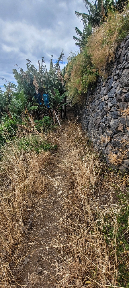 27.06.2022 Bananenwanderung rund um Madalena do Mar — Horizontal durch die Bananenterrassen — Foto 1