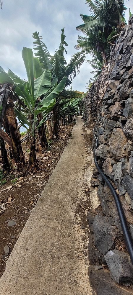 27.06.2022 Bananenwanderung rund um Madalena do Mar — Horizontal durch die Bananenterrassen — Foto 3