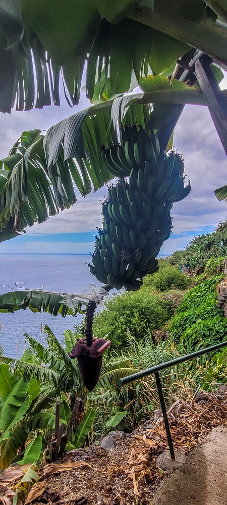 27.06.2022 Bananenwanderung rund um Madalena do Mar — Horizontal durch die Bananenterrassen — Foto 8