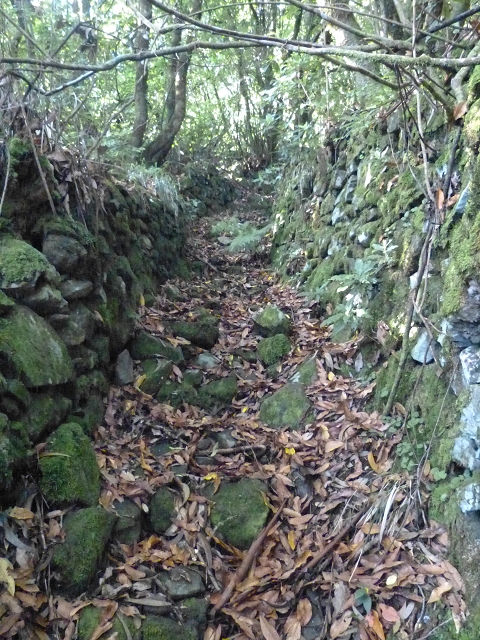 27.07.2014 Faja do Penedo Chamine Levada do Rei Sao Jorge — Ascent on the Vereda das Lages to the ridge path — photo 9