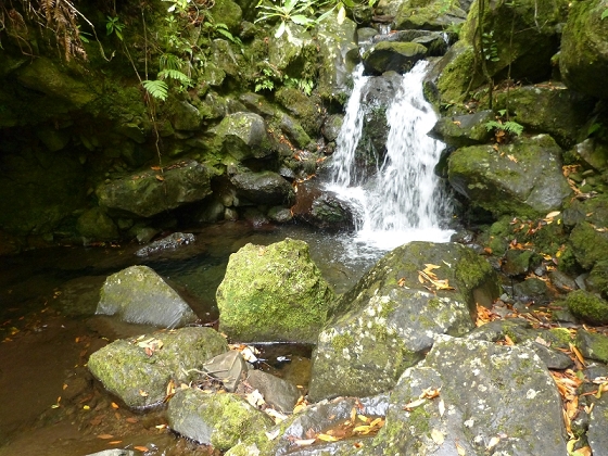 28 July 2013, afternoon, Levada dos Cedros — The Madre and surroundings — photo 10