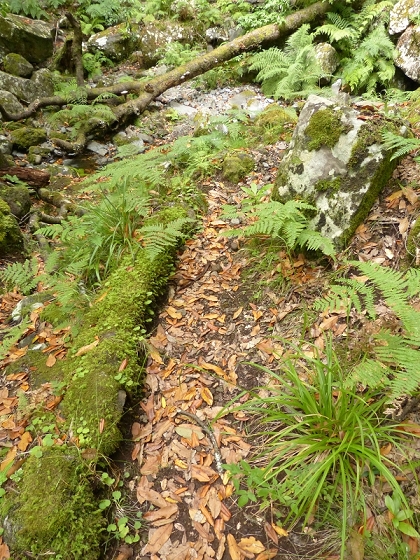 28 July 2013, afternoon, Levada dos Cedros — The Madre and surroundings — photo 16