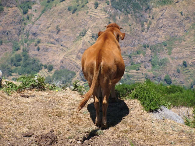 28 de julho de 2015 Levada do Boqueirao e Espigao — No caminho de gravilha até ao Pico da Cruz — foto 30