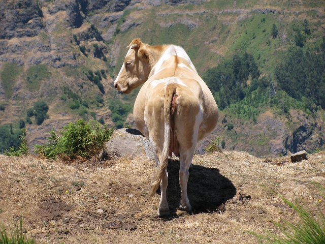 28 de julho de 2015 Levada do Boqueirao e Espigao — No caminho de gravilha até ao Pico da Cruz — foto 31