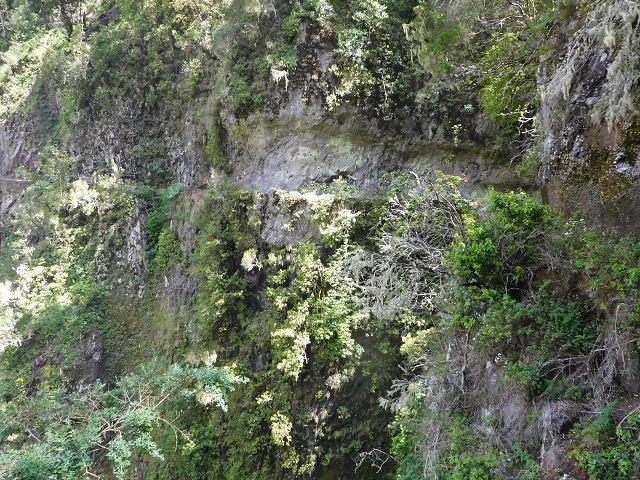 29.06.2016 Zum alten Verlauf der Levadinha Joao de Deus und über die Levada do Pico Ruivo und Serra do Faial zurück — Weiter auf der Levada da Serra do Faial zum Wassertunnel — Foto 4