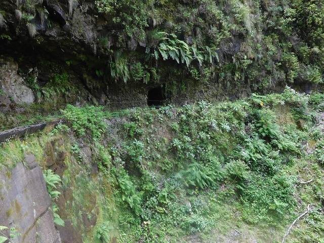 29.06.2016 Zum alten Verlauf der Levadinha Joao de Deus und über die Levada do Pico Ruivo und Serra do Faial zurück — Abstecher zum Wasser-Stichtunnel — Foto 8