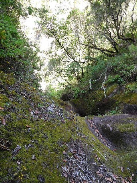 29.06.2016 Zum alten Verlauf der Levadinha Joao de Deus und über die Levada do Pico Ruivo und Serra do Faial zurück — Auf der neuen Levadinha Joao de Deus zur Madre und zurück zum Abstiegsweg — Foto 11