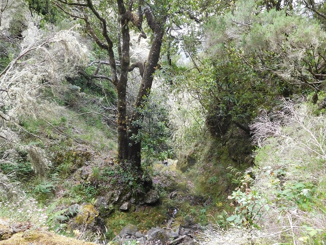 29.06.2016 Zum alten Verlauf der Levadinha Joao de Deus und über die Levada do Pico Ruivo und Serra do Faial zurück — Auf der neuen Levadinha Joao de Deus zur Madre und zurück zum Abstiegsweg — Foto 15
