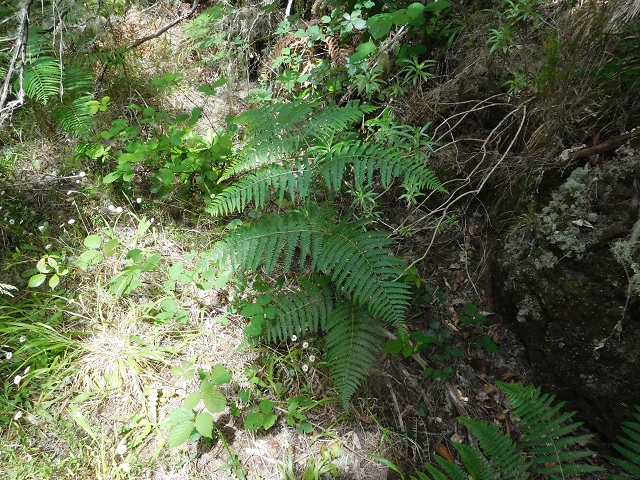 Levadinha Joao de Deus — Walking the first tunnel — photo 1