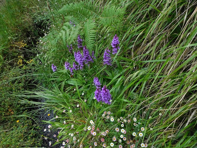 29.06.2016 Zum alten Verlauf der Levadinha Joao de Deus und über die Levada do Pico Ruivo und Serra do Faial zurück — Auf der Levada da Serra do Faial zur Ribeira Seco — Foto 3