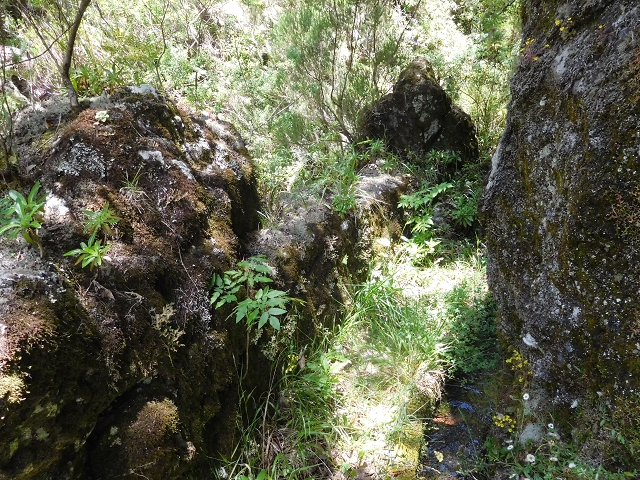 29.06.2016 Zum alten Verlauf der Levadinha Joao de Deus und über die Levada do Pico Ruivo und Serra do Faial zurück — Auf der neuen Levadinha zurück zur Ribeira Seca — Foto 7