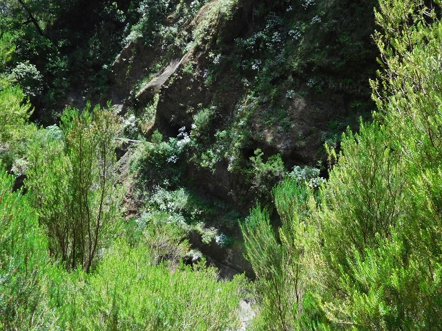 29.06.2016 Zum alten Verlauf der Levadinha Joao de Deus und über die Levada do Pico Ruivo und Serra do Faial zurück — Auf der neuen Levadinha zurück zur Ribeira Seca — Foto 12