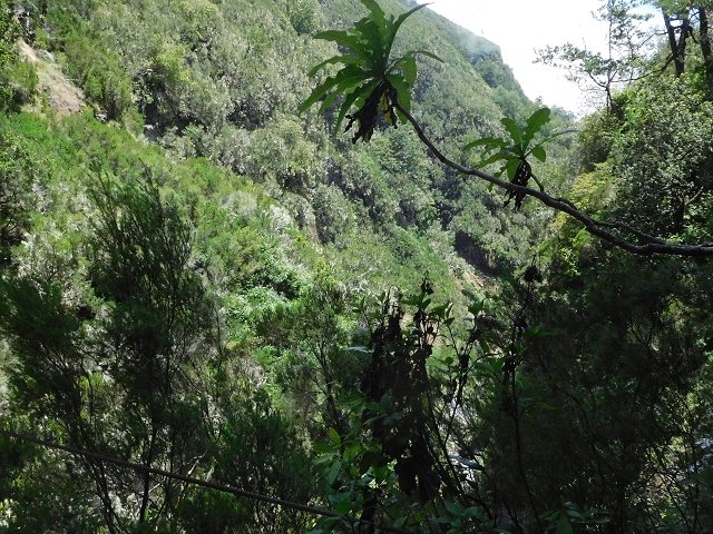 Levada da Serra do Faial — Verlauf in der Ribeira Seca — Foto 6