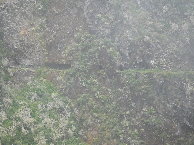 29.06.2016 Zum alten Verlauf der Levadinha Joao de Deus und über die Levada do Pico Ruivo und Serra do Faial zurück — Zurück auf der Levada da Serra do Faial zur Ribeira da Faja Nogueira — Foto 6