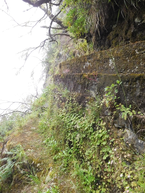 29.06.2016 Zum alten Verlauf der Levadinha Joao de Deus und über die Levada do Pico Ruivo und Serra do Faial zurück — Zurück auf der Levada da Serra do Faial zur Ribeira da Faja Nogueira — Foto 14