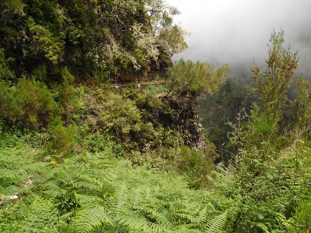 29.06.2016 Zum alten Verlauf der Levadinha Joao de Deus und über die Levada do Pico Ruivo und Serra do Faial zurück — Zurück auf der Levada da Serra do Faial zur Ribeira da Faja Nogueira — Foto 19