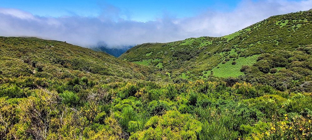 29.06.2022  und die Weiterentdeckung der Levada da Senhora — The fern slopes of the Pico Fernandes ou Rabacal — photo 4