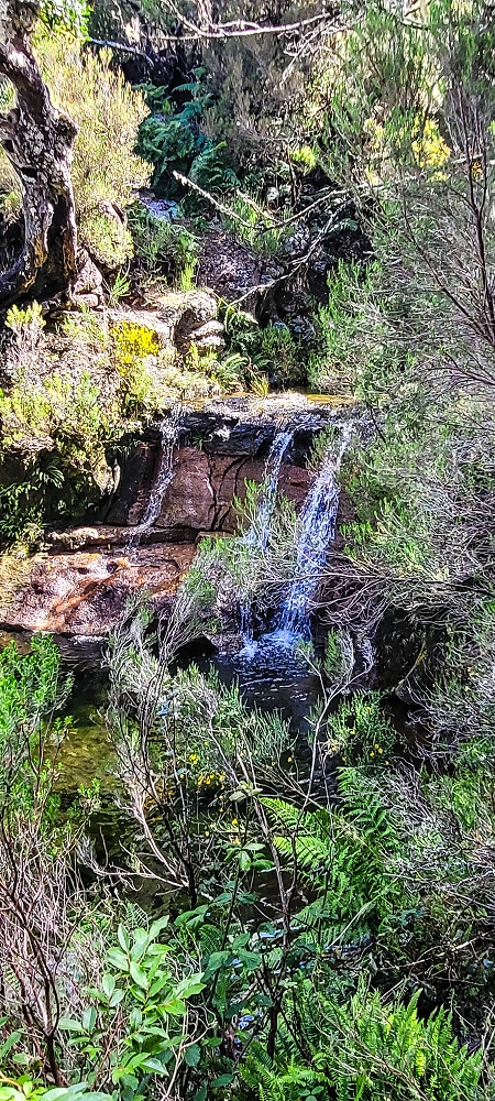 Levada da Senhora (Estreito da Calheta) — Abschnitt 1: Von der Madre zur Vereda do Pau Seco — Foto 4