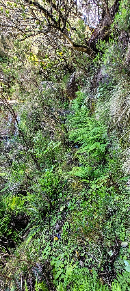Levada da Senhora (Estreito da Calheta) — Abschnitt 1: Von der Madre zur Vereda do Pau Seco — Foto 6
