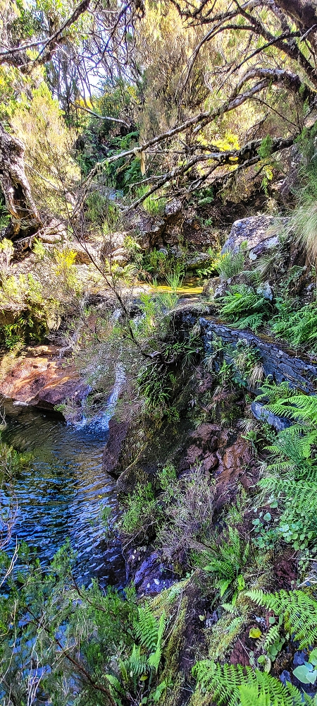 Levada da Senhora (Estreito da Calheta) — Abschnitt 1: Von der Madre zur Vereda do Pau Seco — Foto 7