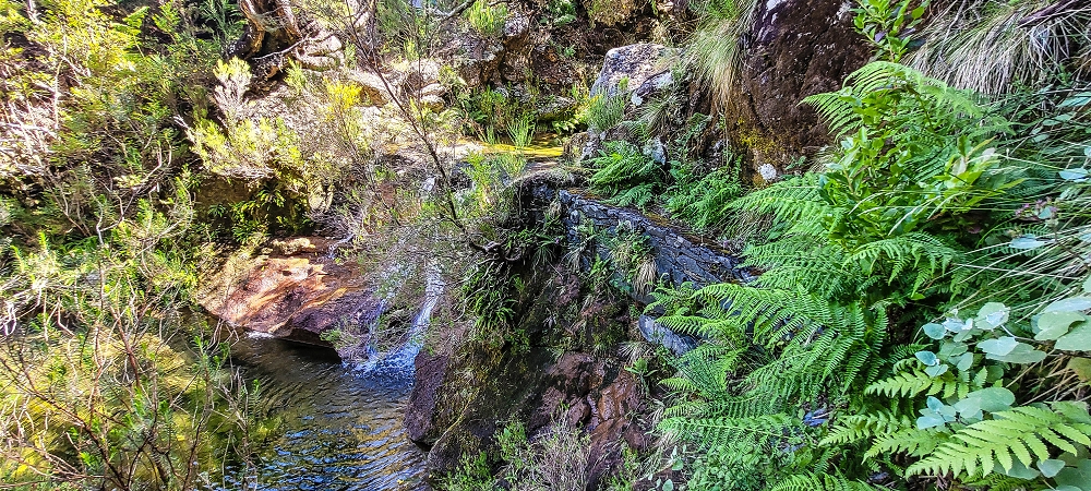 Levada da Senhora (Estreito da Calheta) — Abschnitt 1: Von der Madre zur Vereda do Pau Seco — Foto 8