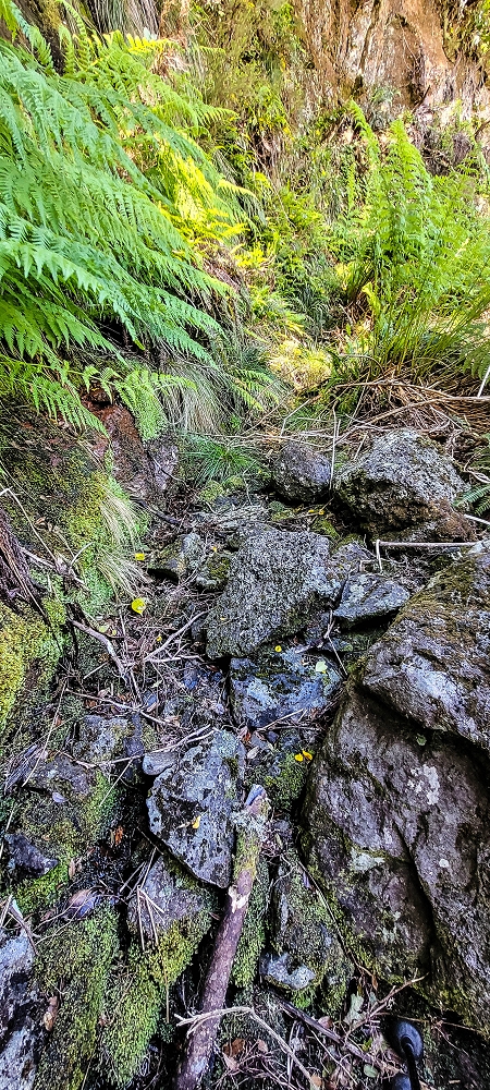 Levada da Senhora (Estreito da Calheta) — Abschnitt 1: Von der Madre zur Vereda do Pau Seco — Foto 10