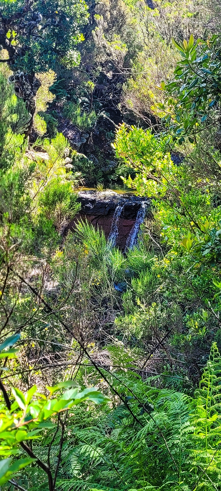 Levada da Senhora (Estreito da Calheta) — Abschnitt 1: Von der Madre zur Vereda do Pau Seco — Foto 11