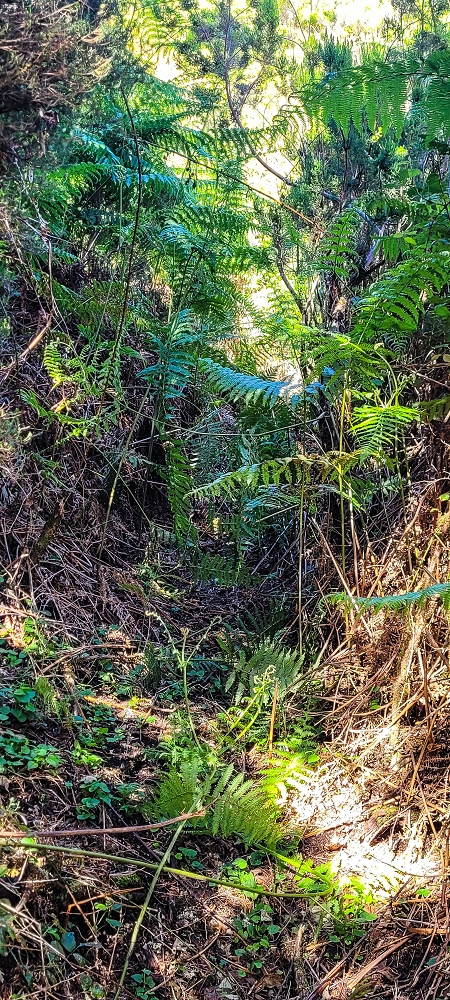 Levada da Senhora (Estreito da Calheta) — Abschnitt 1: Von der Madre zur Vereda do Pau Seco — Foto 12