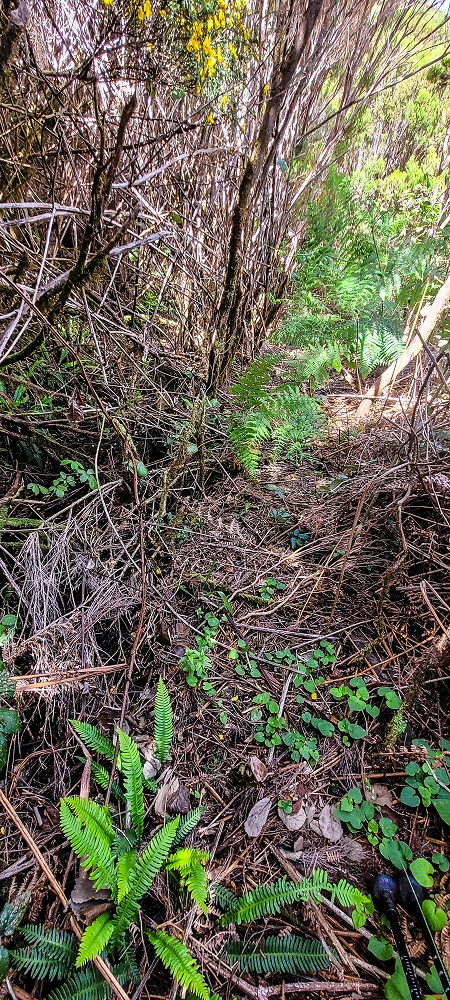 Levada da Senhora (Estreito da Calheta) — Abschnitt 1: Von der Madre zur Vereda do Pau Seco — Foto 13