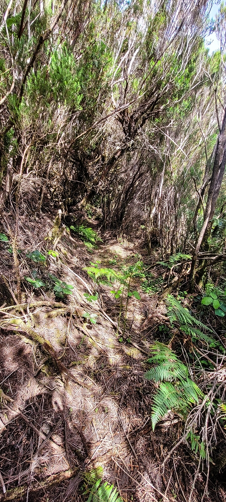 Levada da Senhora (Estreito da Calheta) — Abschnitt 1: Von der Madre zur Vereda do Pau Seco — Foto 14
