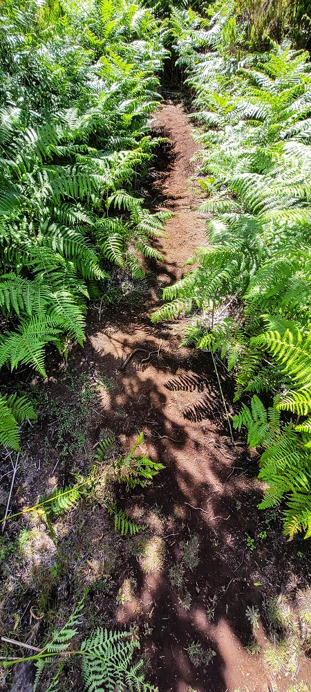 Levada da Senhora (Estreito da Calheta) — Abschnitt 2: Von der Vereda do Paul Seco zur Ribeira Grande — Foto 1