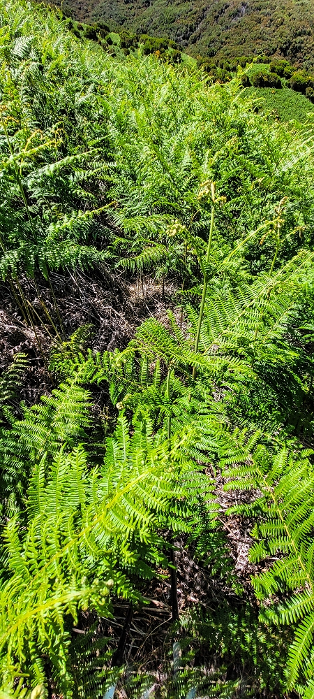 Levada da Senhora (Estreito da Calheta) — Abschnitt 2: Von der Vereda do Paul Seco zur Ribeira Grande — Foto 2