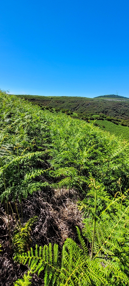 Levada da Senhora (Estreito da Calheta) — Abschnitt 2: Von der Vereda do Paul Seco zur Ribeira Grande — Foto 3