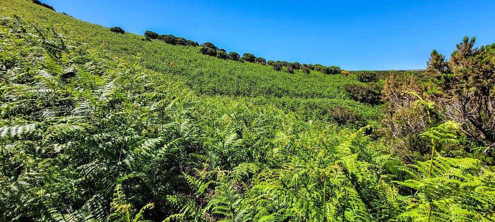Levada da Senhora (Estreito da Calheta) — Abschnitt 2: Von der Vereda do Paul Seco zur Ribeira Grande — Foto 4