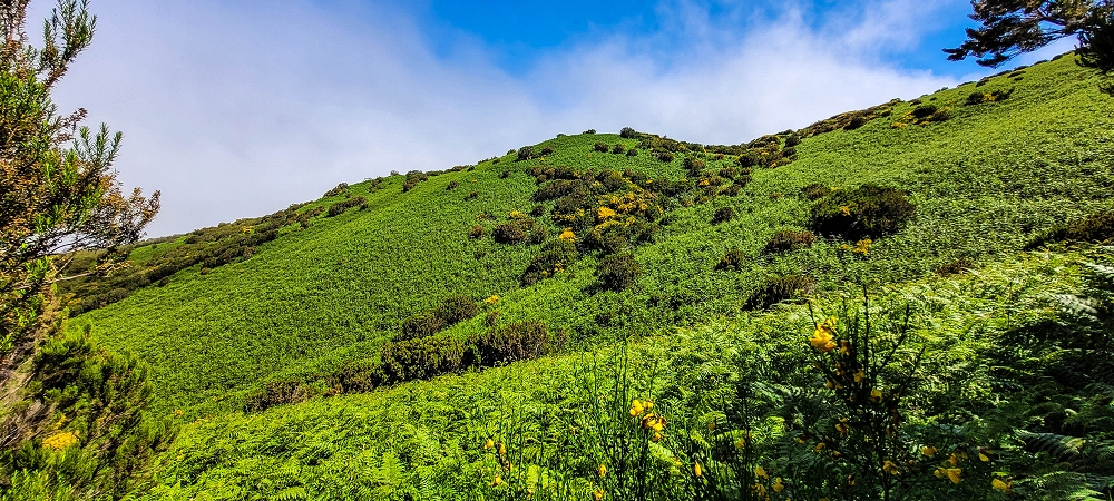 Levada da Senhora (Estreito da Calheta) — Abschnitt 2: Von der Vereda do Paul Seco zur Ribeira Grande — Foto 5