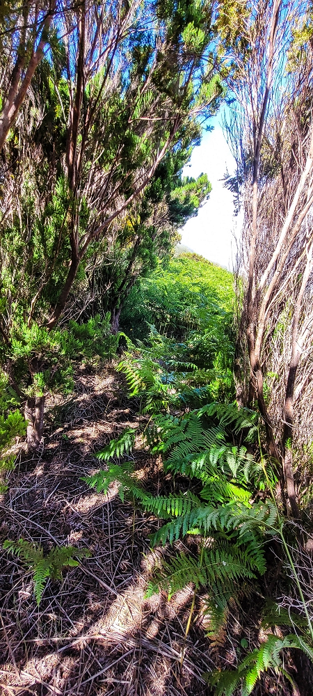 Levada da Senhora (Estreito da Calheta) — Abschnitt 2: Von der Vereda do Paul Seco zur Ribeira Grande — Foto 6
