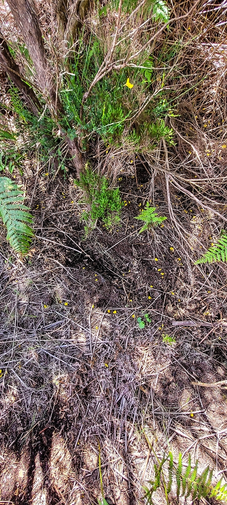 Levada da Senhora (Estreito da Calheta) — Abschnitt 2: Von der Vereda do Paul Seco zur Ribeira Grande — Foto 8
