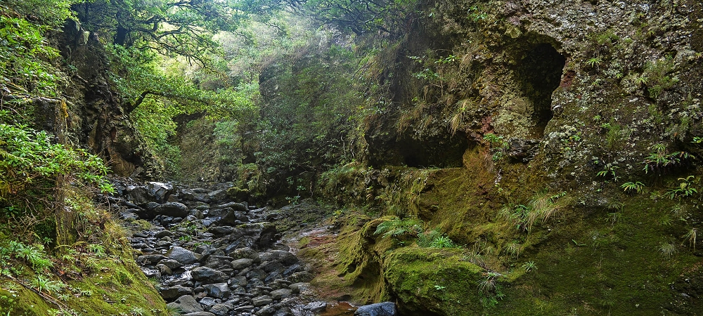 Levada da Senhora (Estreito da Calheta) — Abschnitt 3: Tunnel in der Ribeira Grande — Foto 3