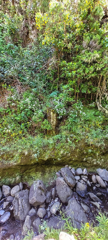 Levada da Senhora (Estreito da Calheta) — Abschnitt 3: Tunnel in der Ribeira Grande — Foto 9