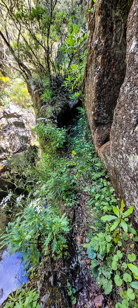 Levada da Senhora (Estreito da Calheta) — Abschnitt 4: Von der Ribeira Grande zum PR — Foto 3