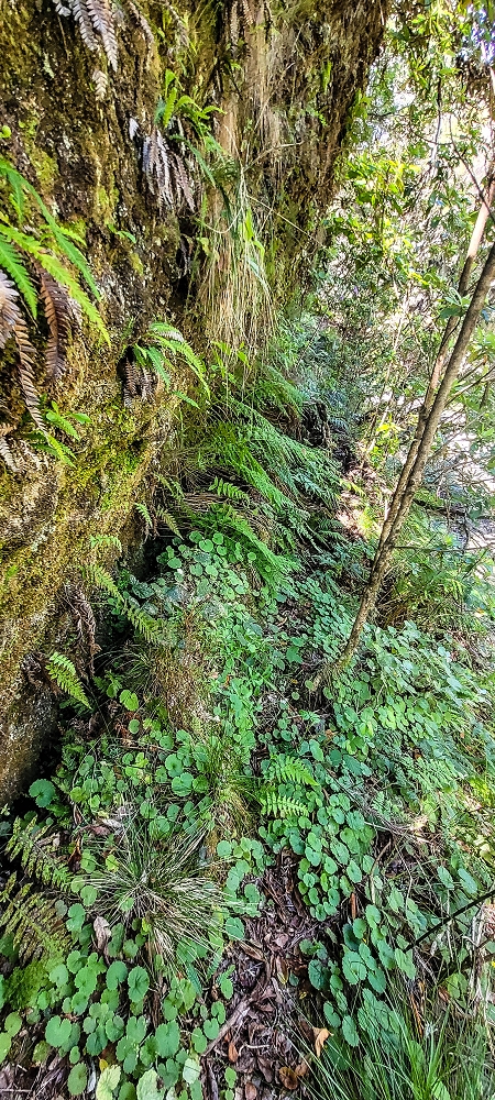Levada da Senhora (Estreito da Calheta) — Abschnitt 4: Von der Ribeira Grande zum PR — Foto 4
