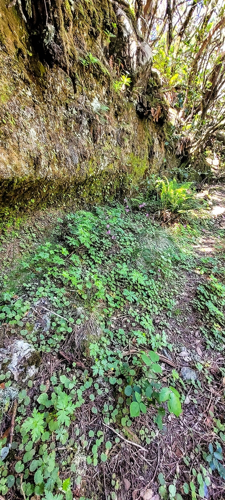 Levada da Senhora (Estreito da Calheta) — Abschnitt 4: Von der Ribeira Grande zum PR — Foto 5