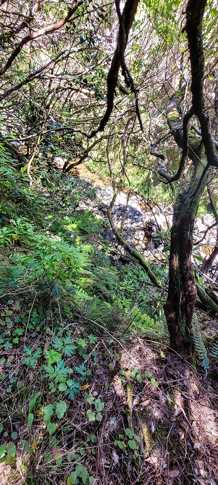 Levada da Senhora (Estreito da Calheta) — Abschnitt 4: Von der Ribeira Grande zum PR — Foto 6