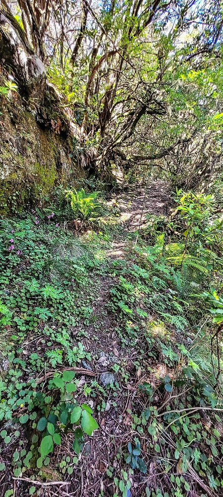 Levada da Senhora (Estreito da Calheta) — Abschnitt 4: Von der Ribeira Grande zum PR — Foto 7