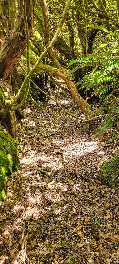 Levada da Senhora (Estreito da Calheta) — Abschnitt 4: Von der Ribeira Grande zum PR — Foto 8