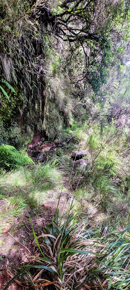 Levada da Senhora (Estreito da Calheta) — Abschnitt 4: Von der Ribeira Grande zum PR — Foto 9