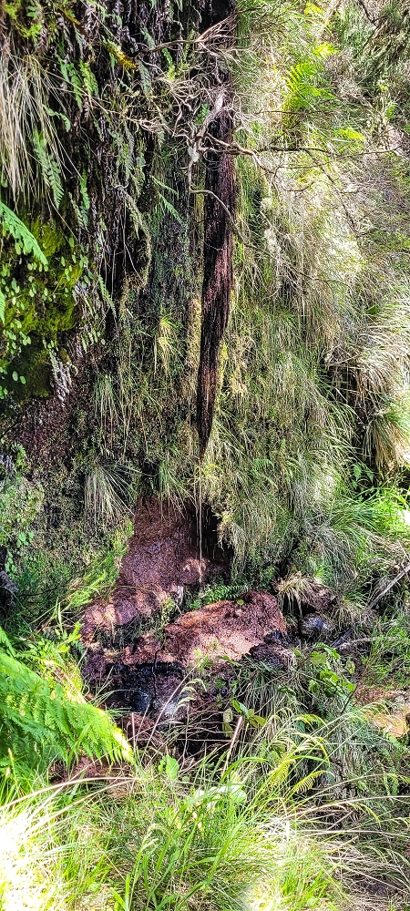 Levada da Senhora (Estreito da Calheta) — Abschnitt 4: Von der Ribeira Grande zum PR — Foto 10