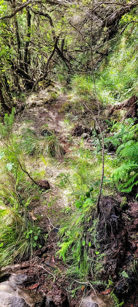Levada da Senhora (Estreito da Calheta) — Abschnitt 4: Von der Ribeira Grande zum PR — Foto 11